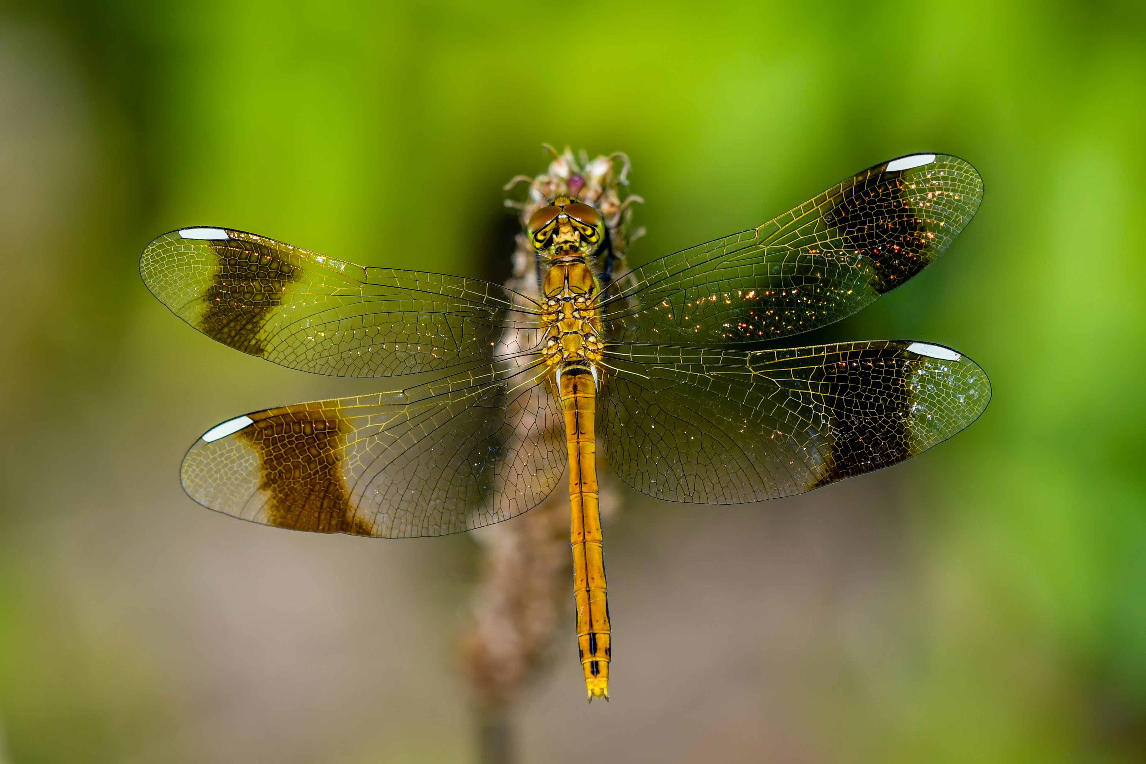 Sympetrum pedemontanum - szalagos katona-szitakötő