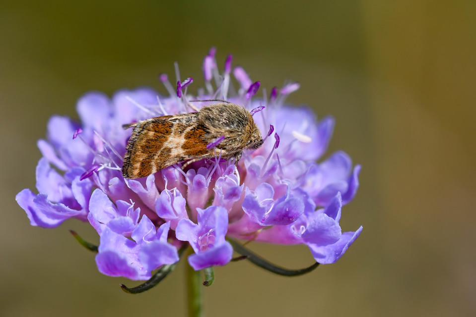 Schinia cognata - nyúlparéj-nappalibagoly