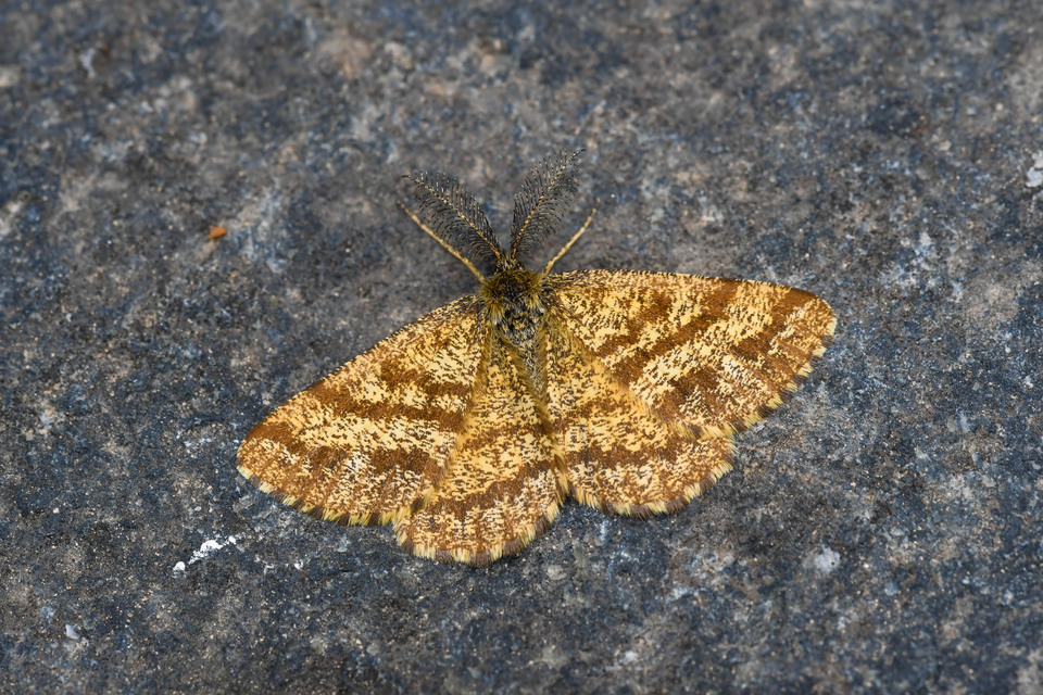 Ematurga atomaria - barna rétiaraszoló