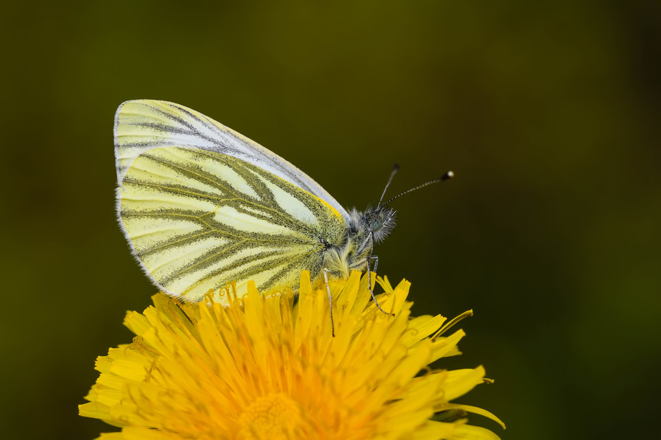 Pieris napi - repcelepke