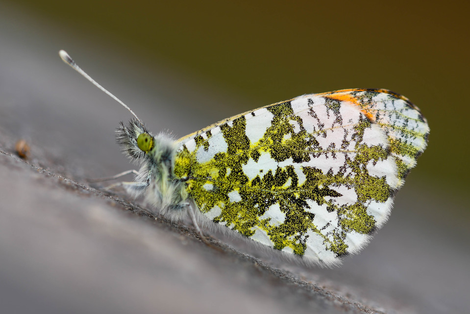 Anthocharis cardamines - hajnalpírlepke