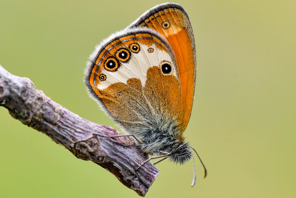 Coenonympha arcania - fehéröves szénalepke