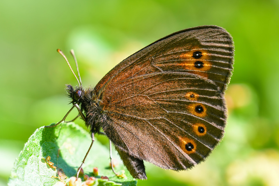 Erebia medusa - tavaszi szerecsenlepke