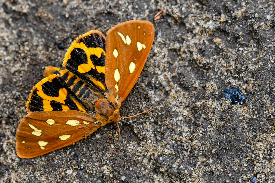 Hyphoraia aulica - barna medvelepke