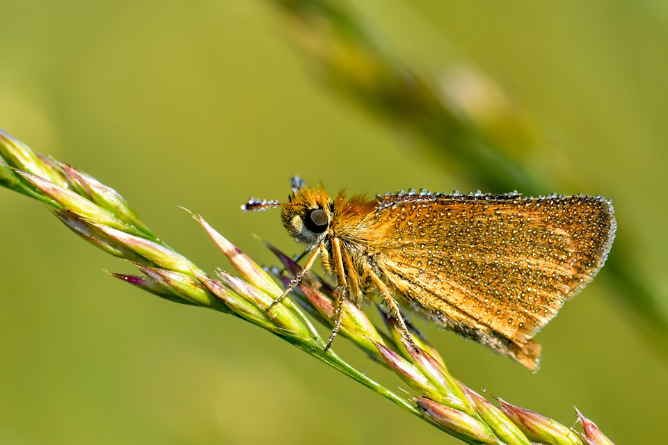 Thymelicus lineola - vonalas busalepke