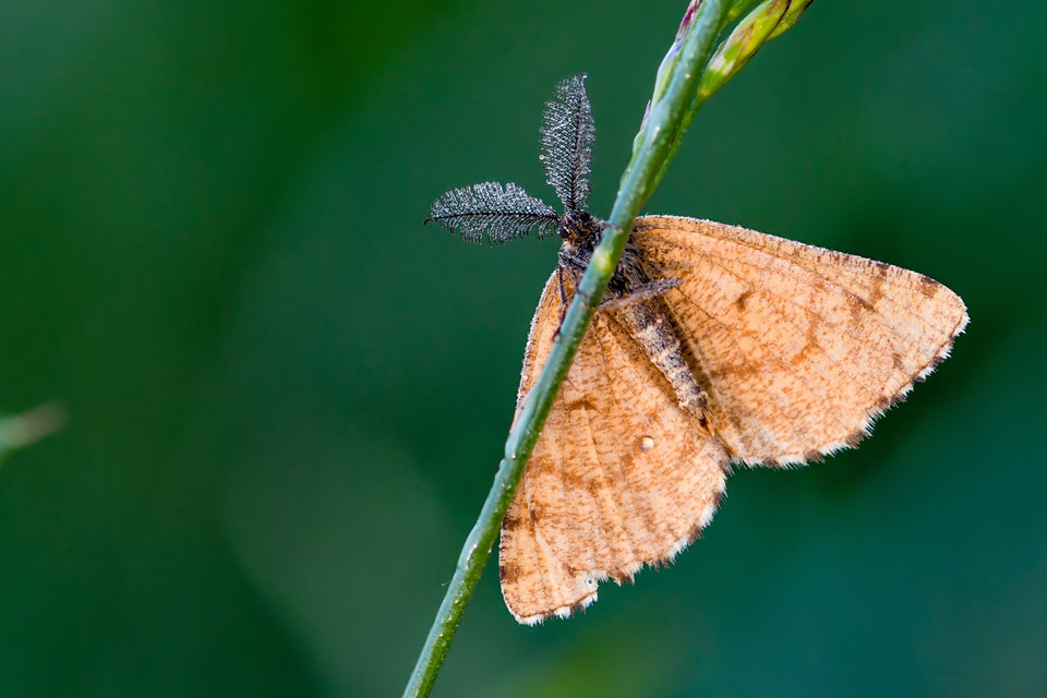 Ematurga atomaria - barna rétiaraszoló