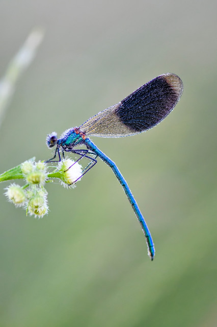 Calopteryx splendens - sávos szitakötő