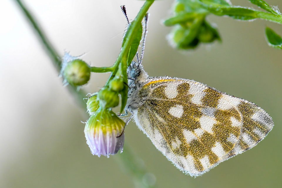 Pontia edusa - rezedalepke