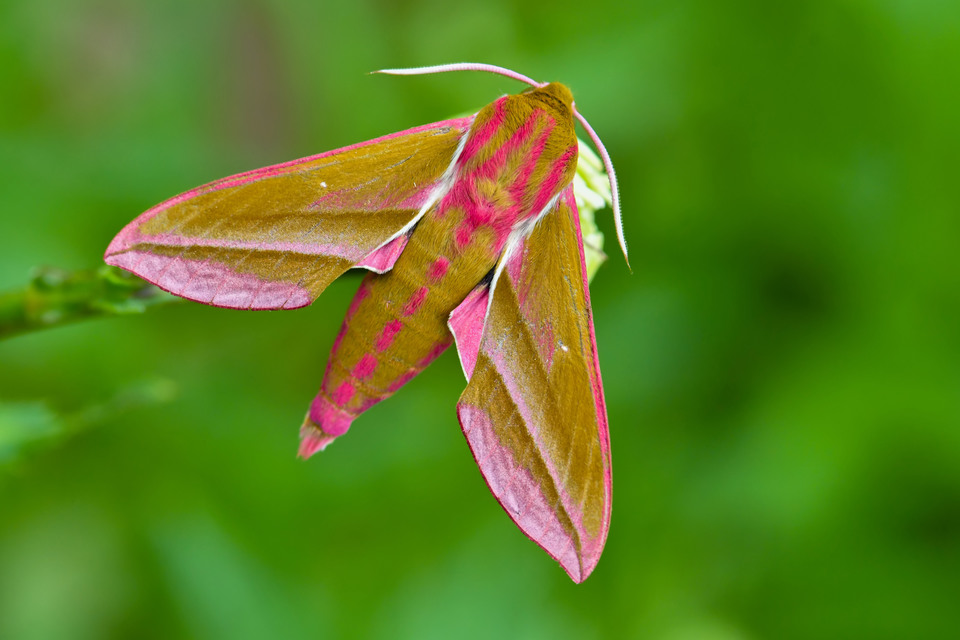 Deilephila elpenor - szőlőszender