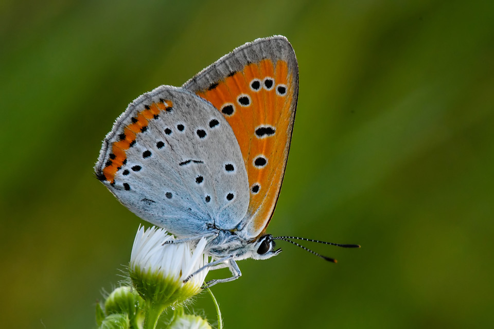Lycaena dispar rutilus - nagy tűzlepke