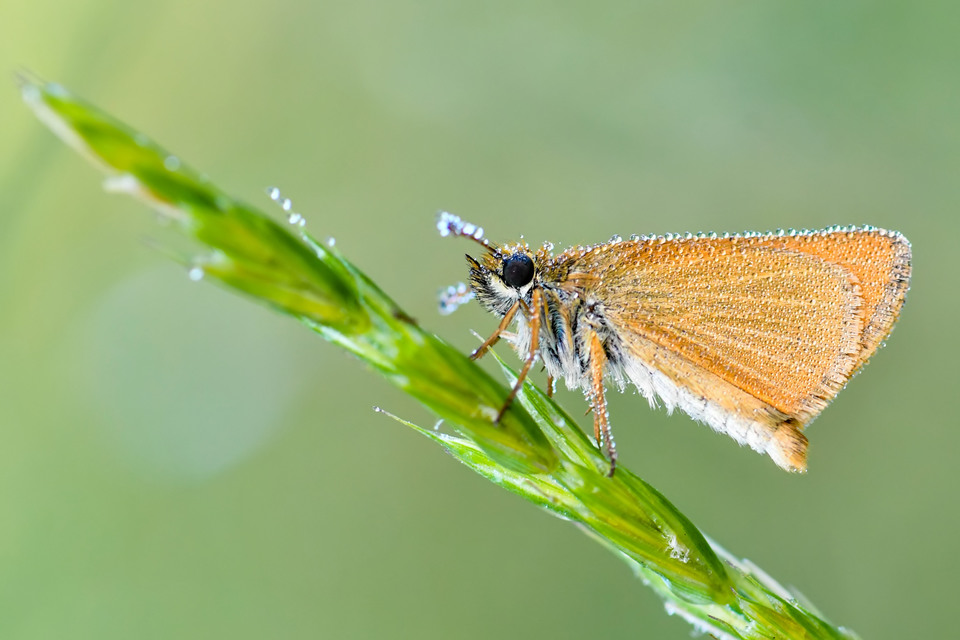 Thymelicus lineola - vonalas busalepke