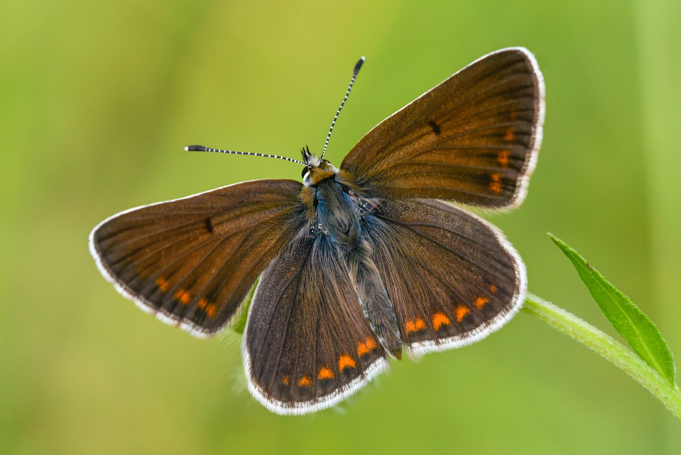 Aricia artaxerxes issekutzi - bükki szerecsenboglárka
