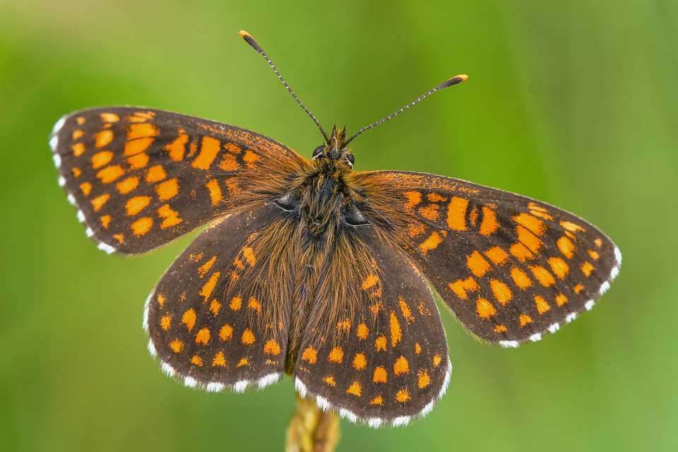 Melitaea aurelia - recés tarkalepke