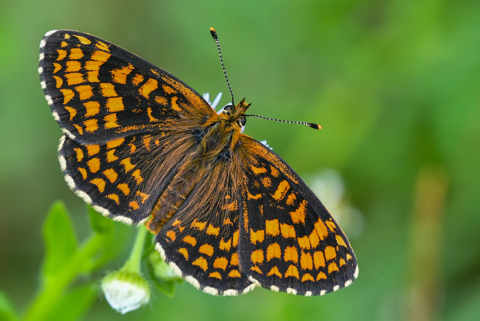 Melitaea athalia - közönséges tarkalepke