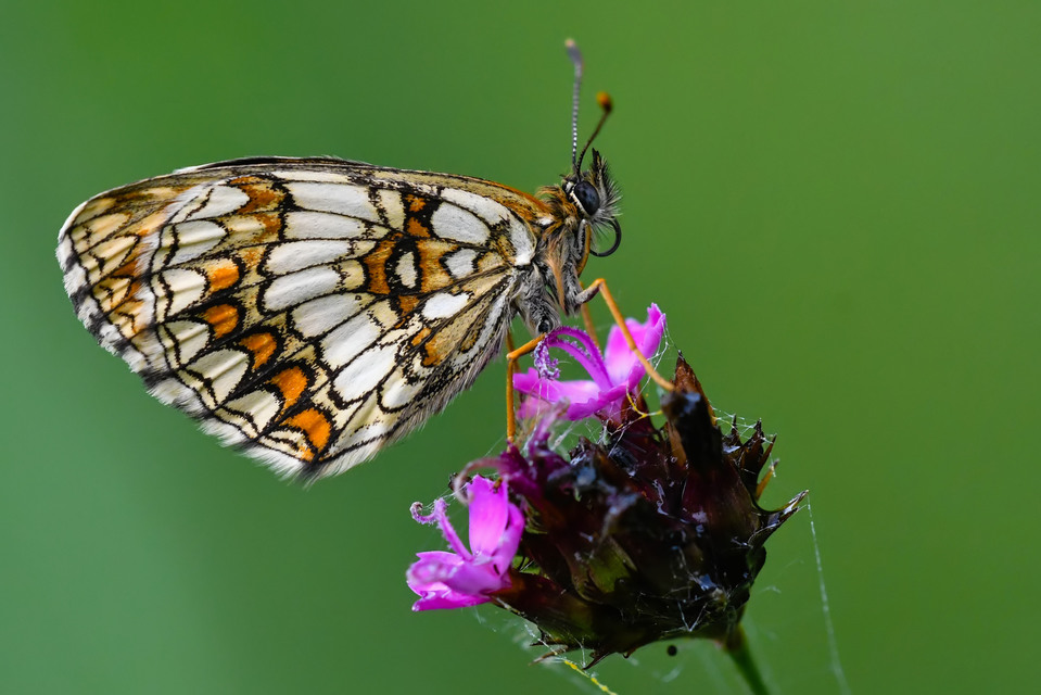 Melitaea athalia - közönséges tarkalepke