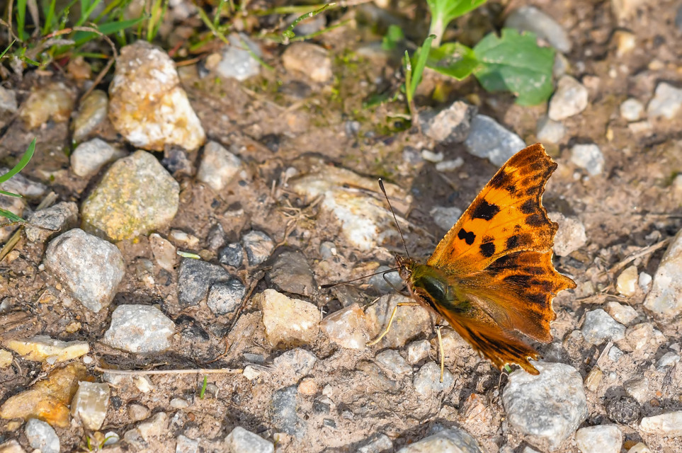Nymphalis c-album - C-betűs lepke