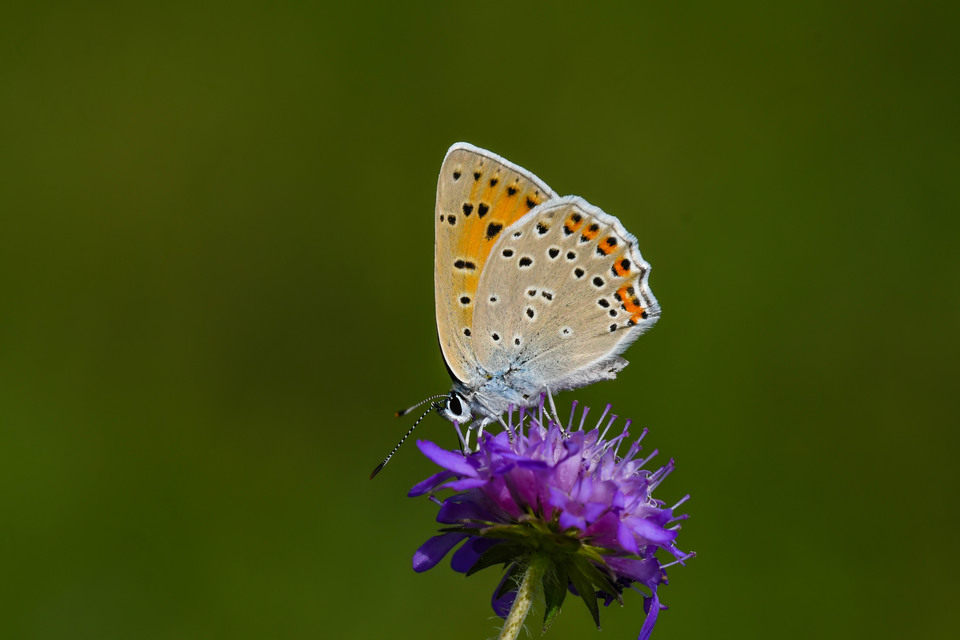 Lycaena alciphron - ibolyás tűzlepke