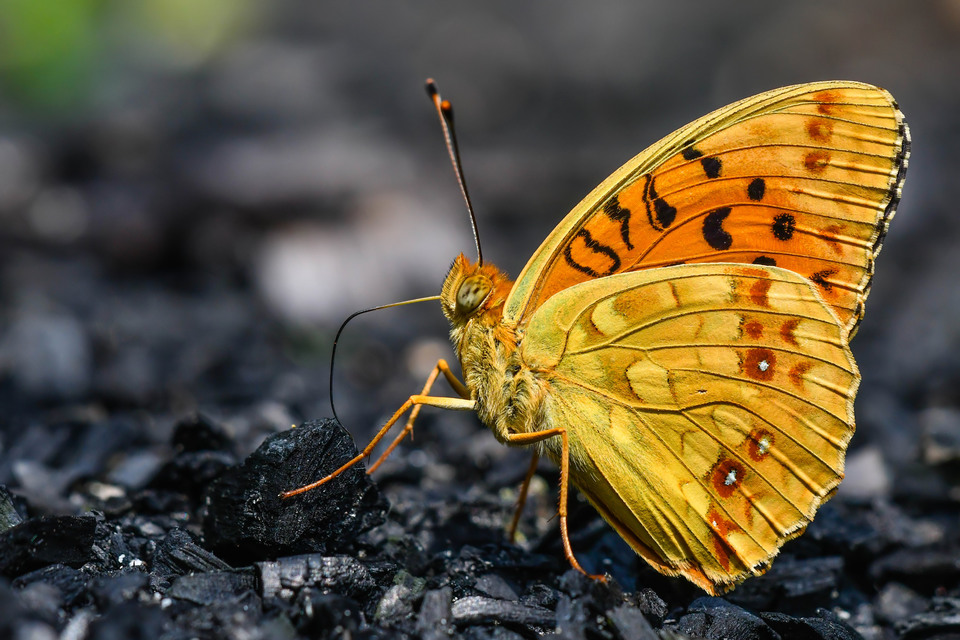Argynnis adippe - ezüstös gyöngyházlepke