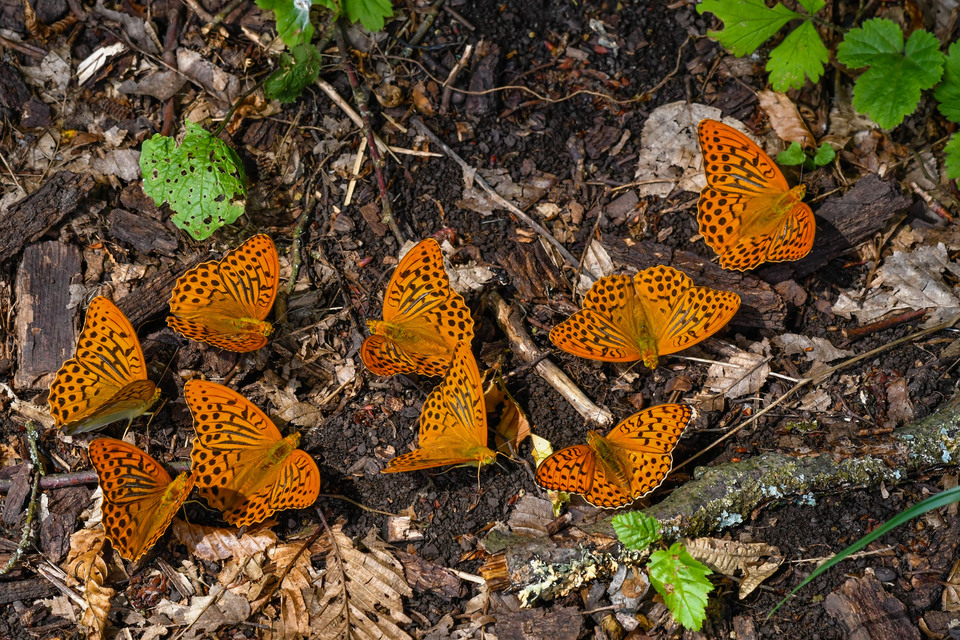 Argynnis paphia - nagy gyöngyházlepke