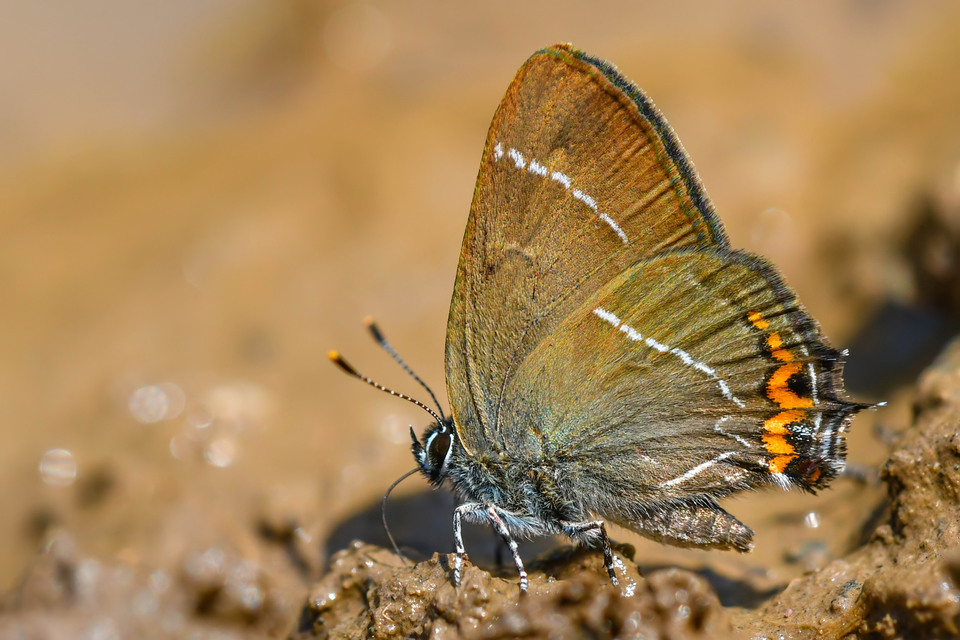 Satyrium w-album - szilfa-csücsköslepke