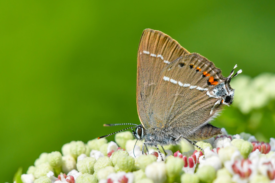 Satyrium spini - kökény-csücsköslepke