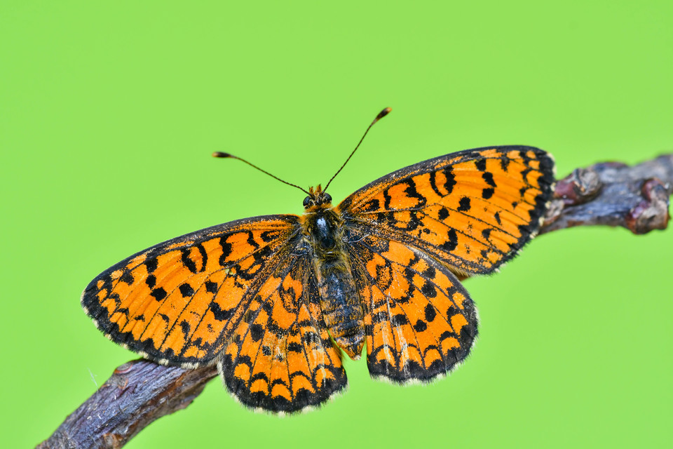 Melitaea trivia - kis tarkalepke