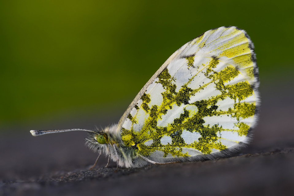Anthocharis cardamines - hajnalpírlepke