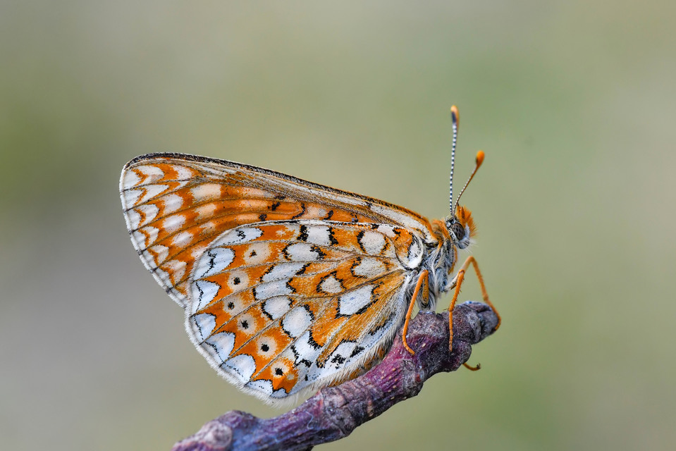 Euphydryas aurinia - lápi tarkalepke