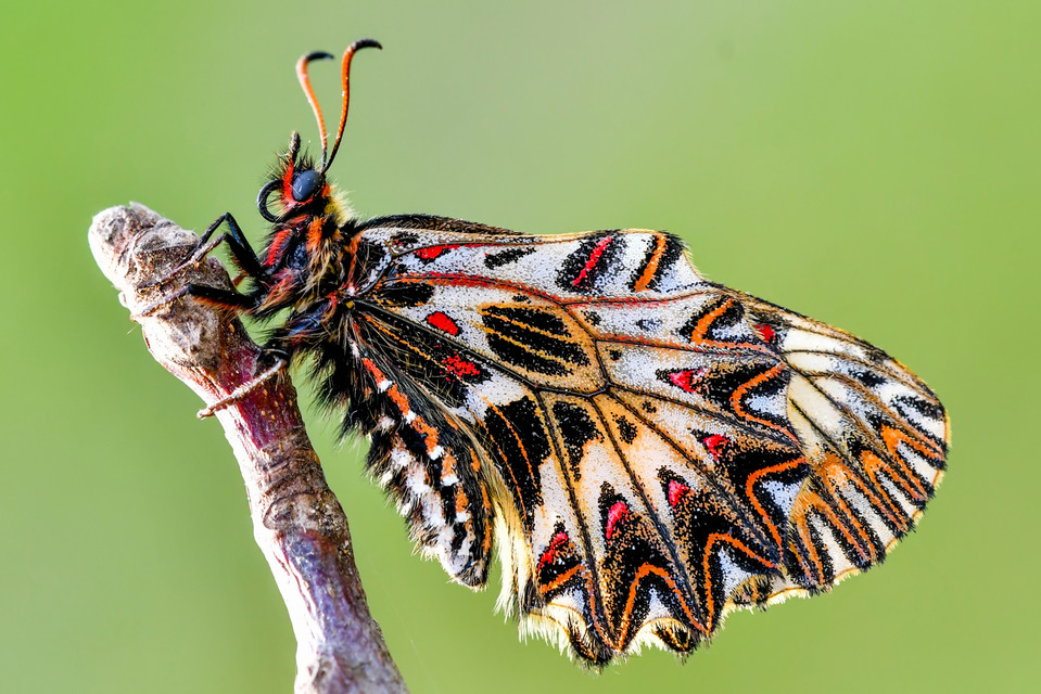 Zerynthia polyxena - farkasalmalepke