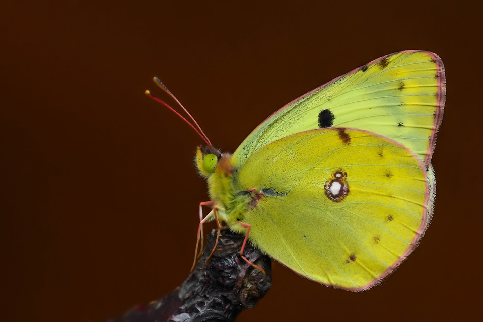 Colias alfacariensis - déli kéneslepke