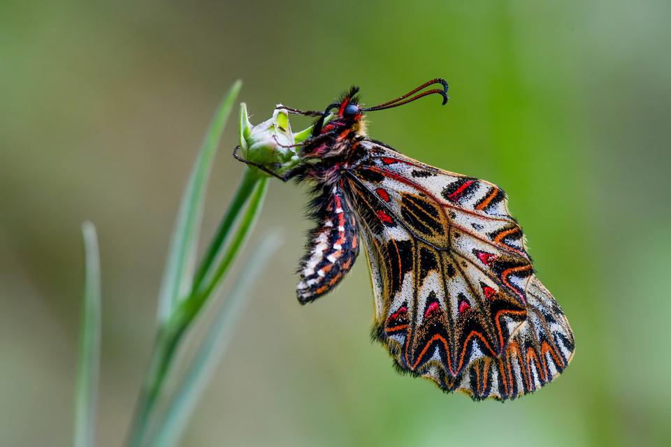 Zerynthia polyxena - farkasalmalepke