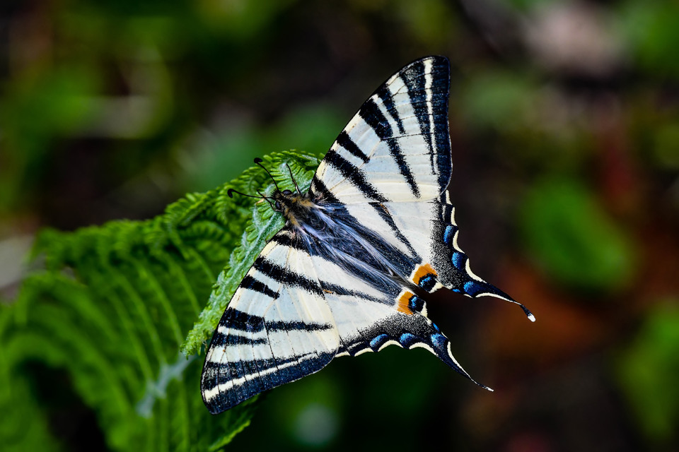 Iphiclides podalirius - kardoslepke