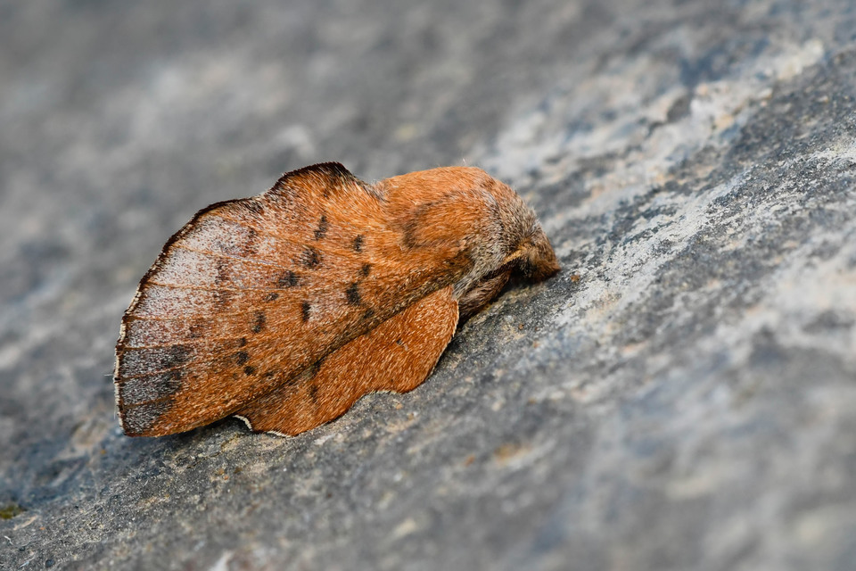Phyllodesma tremulifolia - nyárlevélpohók