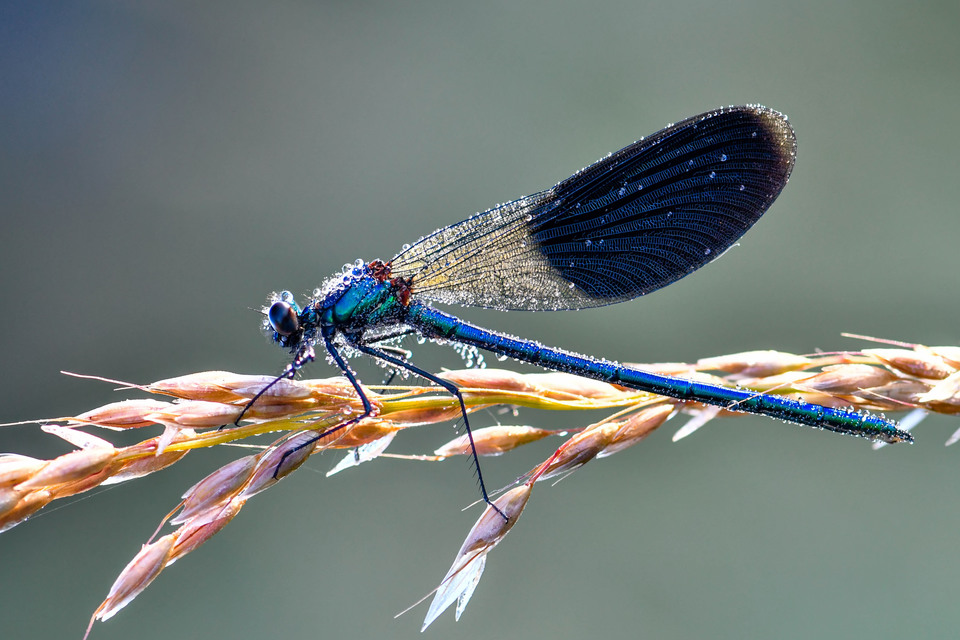 Calopteryx splendens - sávos szitakötő