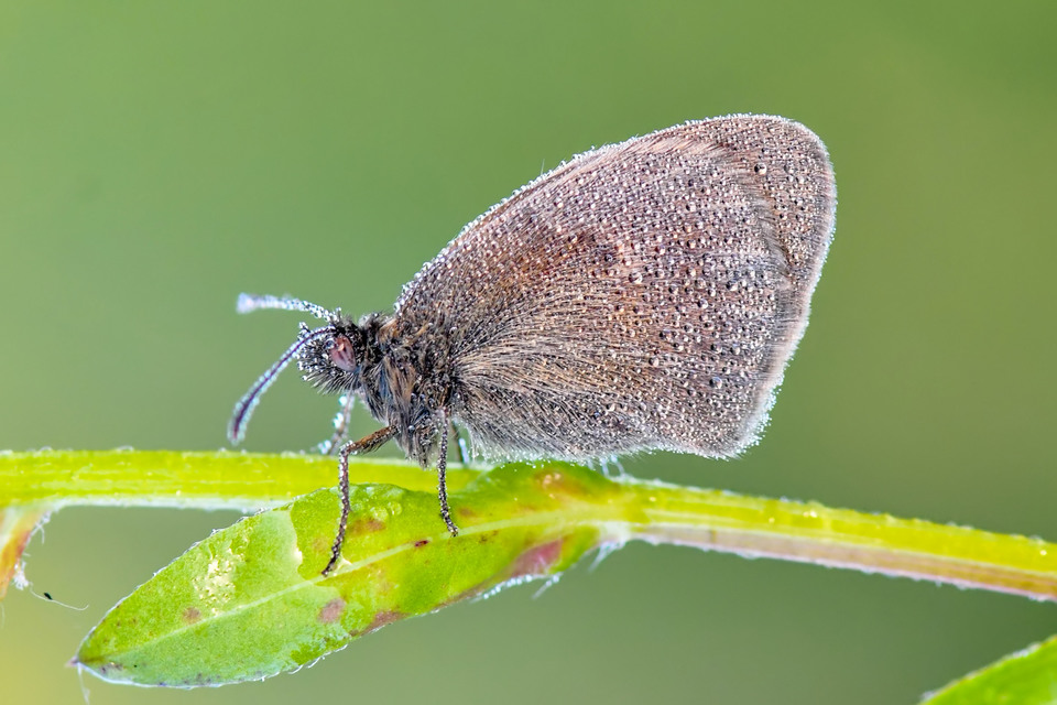 Coenonympha pamphilus - kis szénalepke