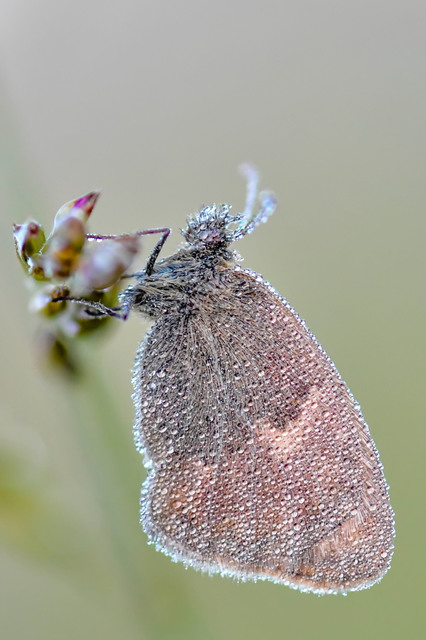 Coenonympha pamphilus - kis szénalepke