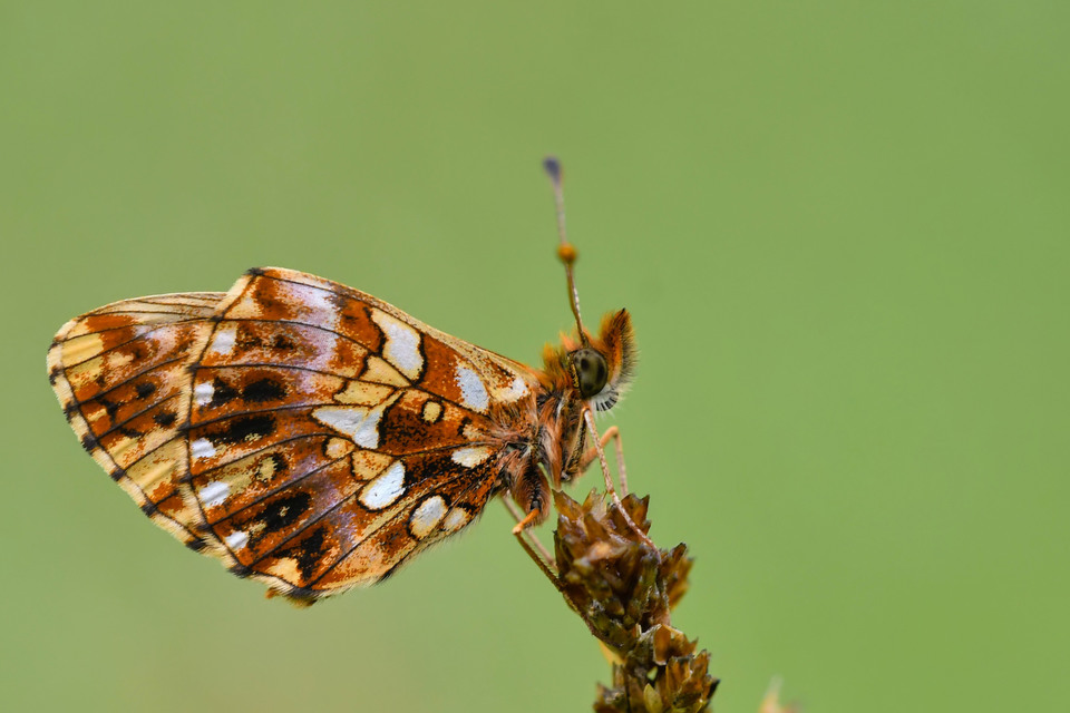 Boloria dia - kis gyöngyházlepke