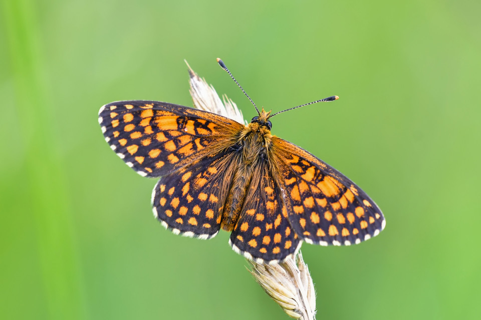 Melitaea aurelia - recés tarkalepke