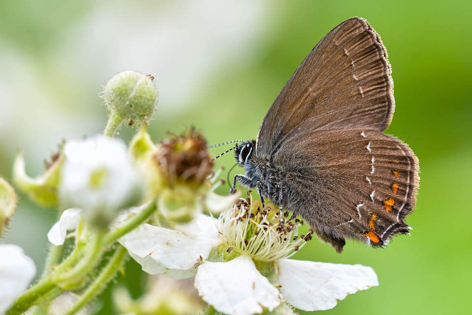 Satyrium ilicis - tölgyfa-csücsköslepke