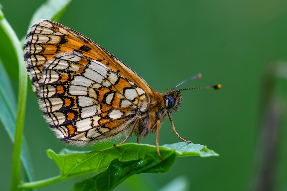 Melitaea athalia - közönséges tarkalepke