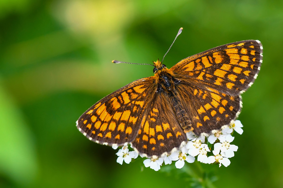 Melitaea athalia - közönséges tarkalepke