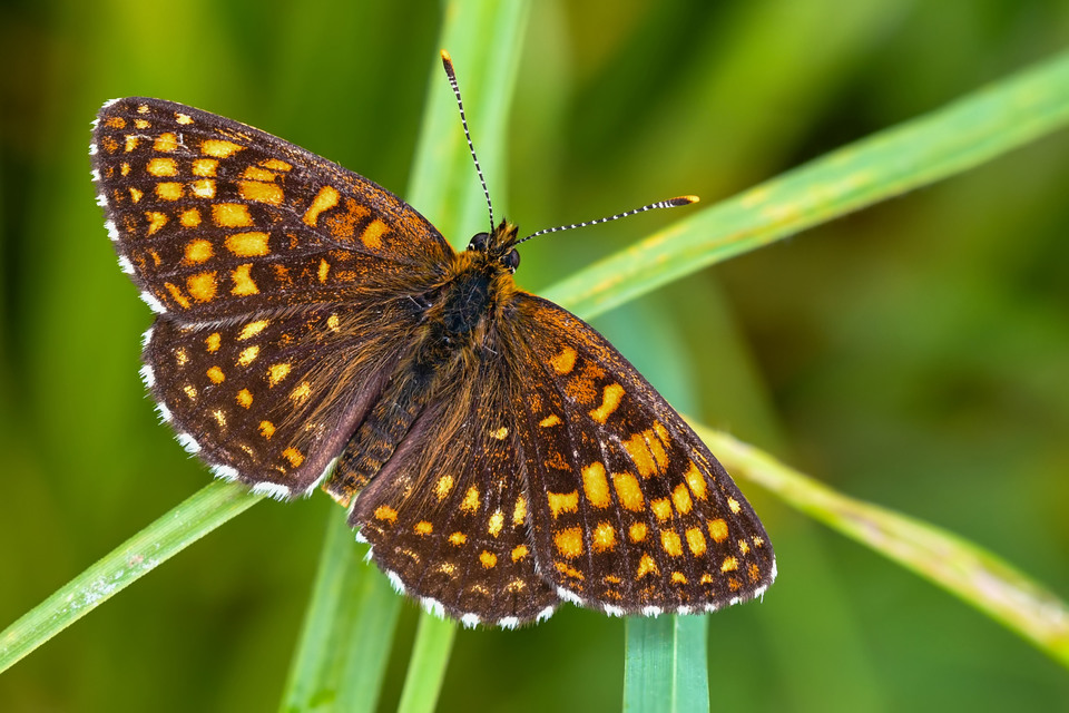 Melitaea diamina - kockás tarkalepke