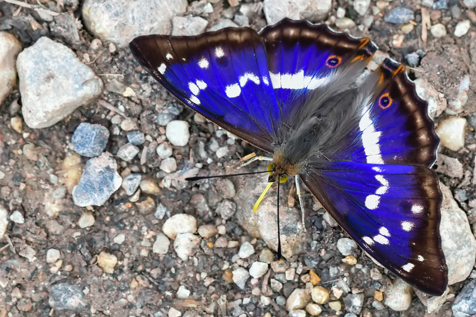 Apatura iris - nagy színjátszólepke