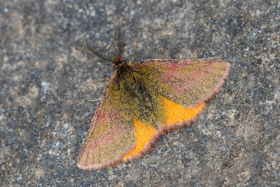 Lythria purpuraria - bíborsávos araszoló