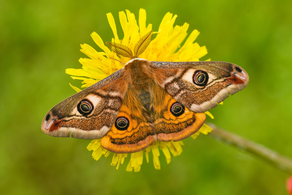 Saturnia pavoniella/pavonia