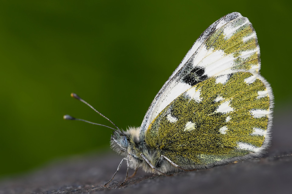 Pontia edusa - rezedalepke