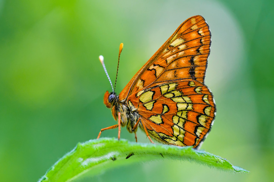 Euphydryas maturna - díszes tarkalepke