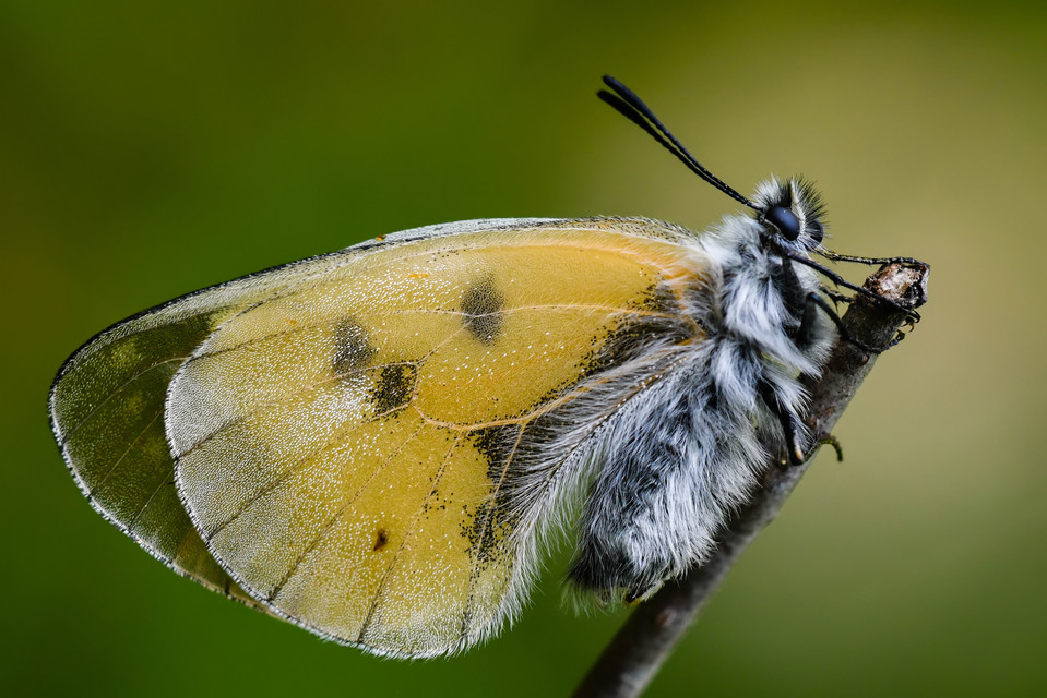 Parnassius mnemosyne - kis apollólepke