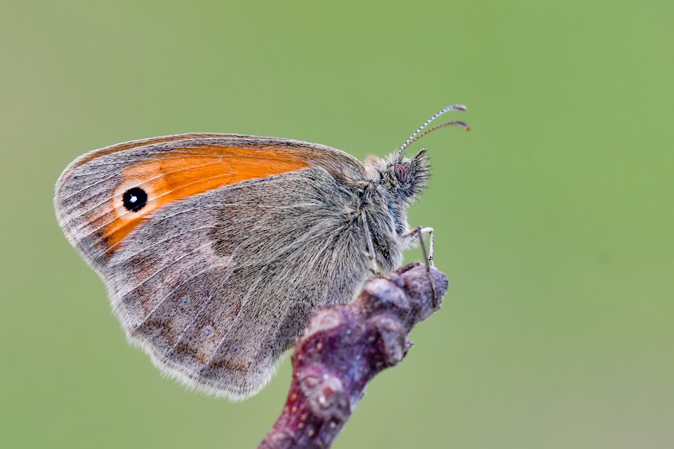 Coenonympha pamphilus - kis szénalepke