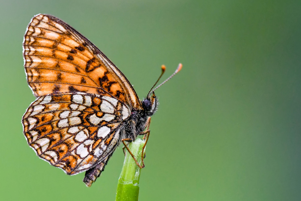 Melitaea diamina - kockás tarkalepke